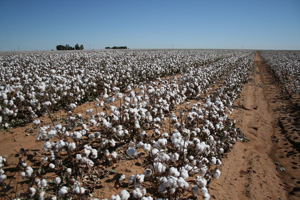 Cotton field ready for harvest