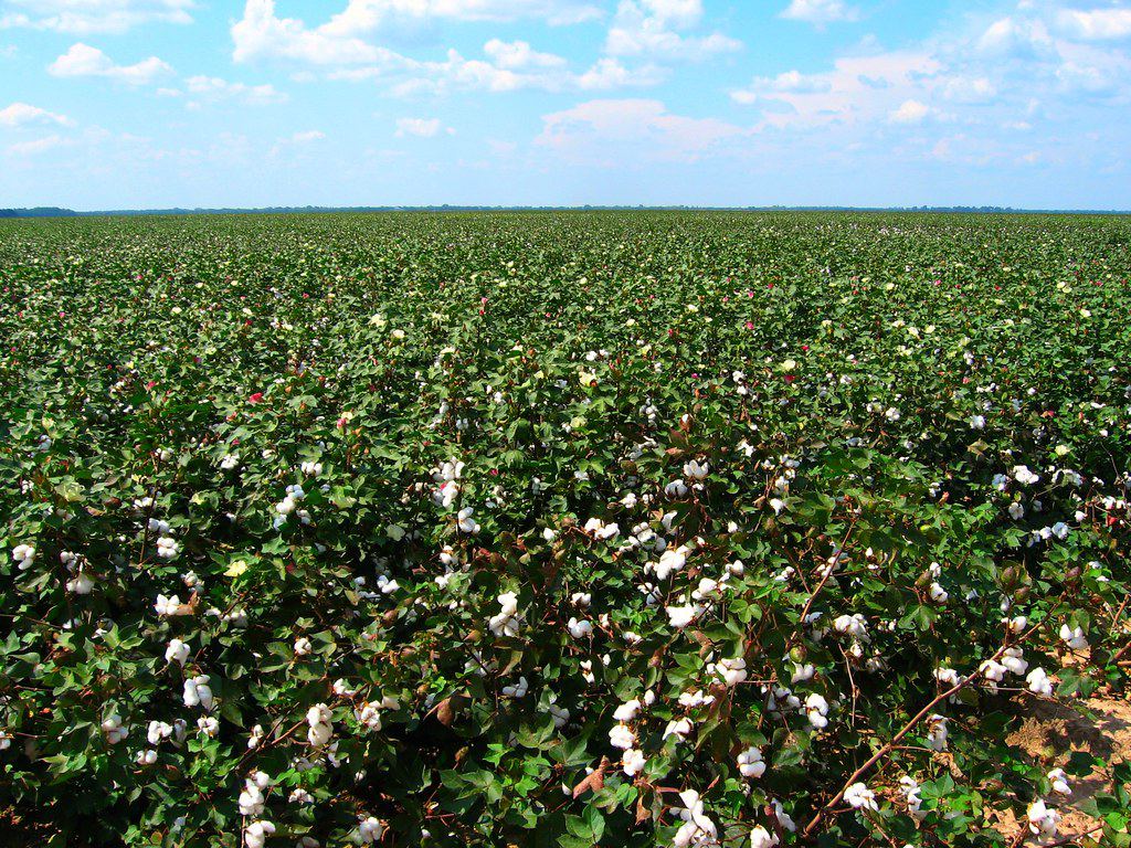 Green cotton field